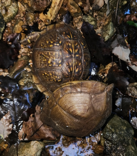 Three-toed Box Turtle