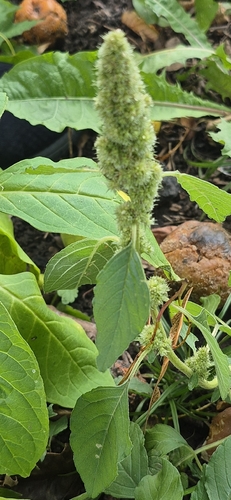 Redroot Amaranth