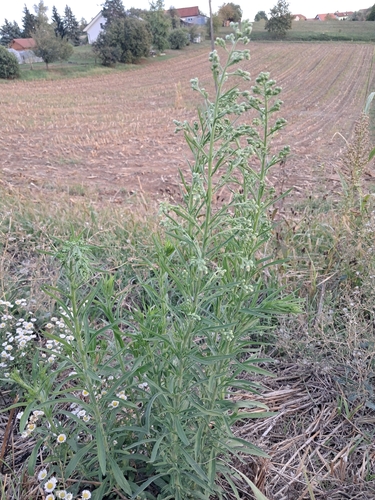 tropical horseweed