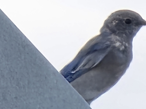 Mountain Bluebird