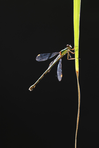 Western Willow Spreadwing