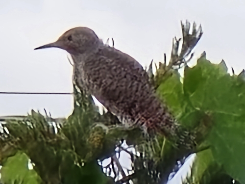 Northern Flicker