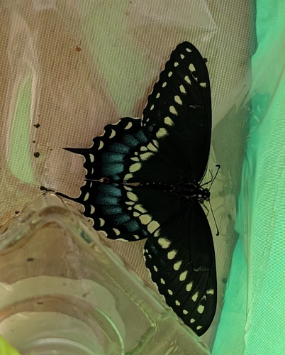 Black Swallowtail