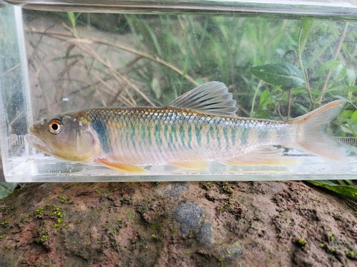 Chinese Hooksnout Carp