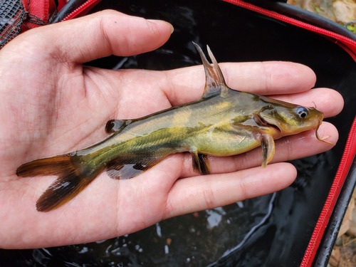 Korean Bullhead