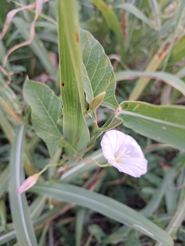 field bindweed