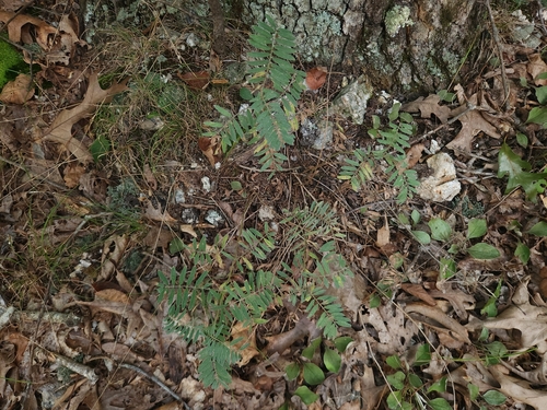 goat's rue