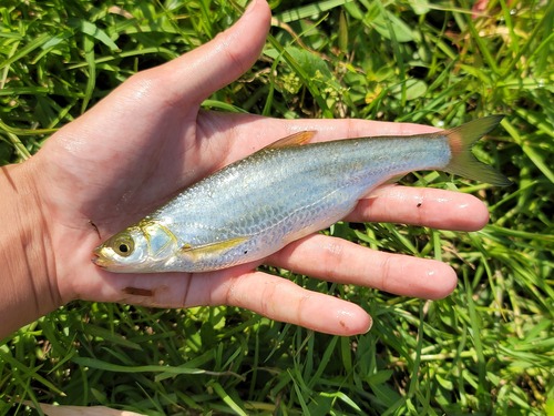 Sharpbelly