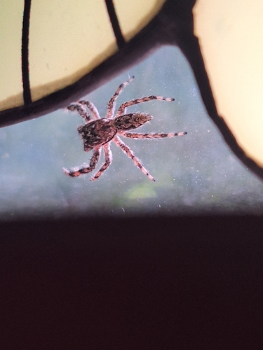 Tan Jumping Spider