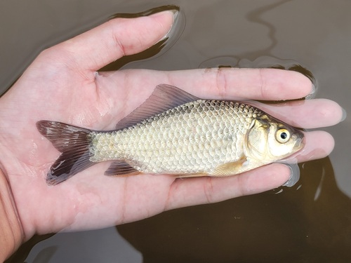 Goldfish