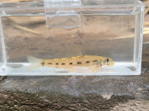 Oriengobio wangcangensis