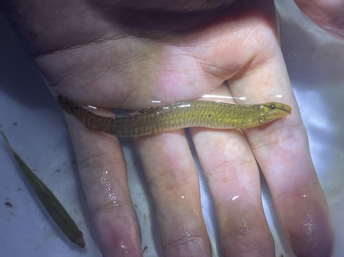 Cobitis nigrolinea