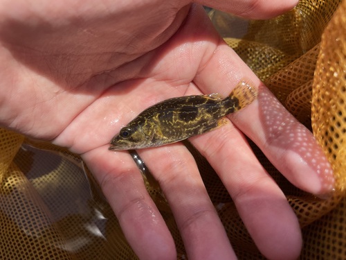 Siniperca undulata