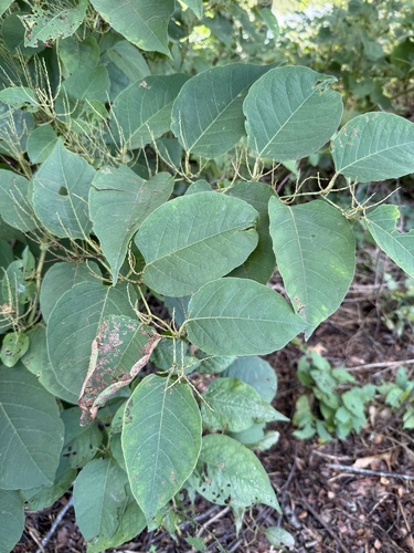 Japanese knotweed
