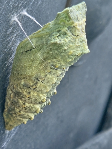 Old World Swallowtail