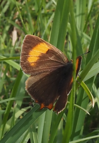 Brown Hairstreak