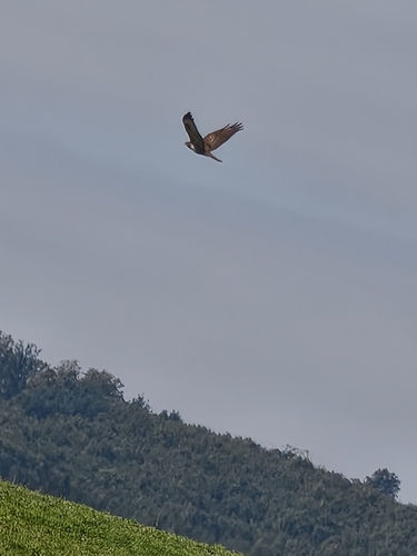 Common Buzzard
