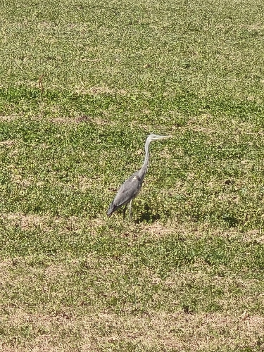 Grey Heron