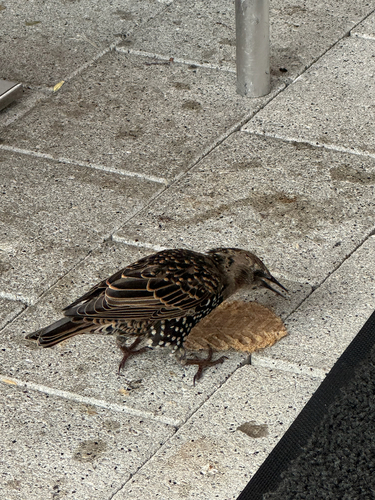 European Starling
