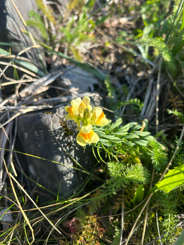 common toadflax