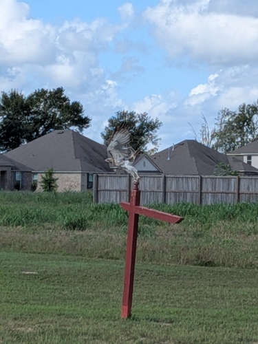 Red-tailed Hawk