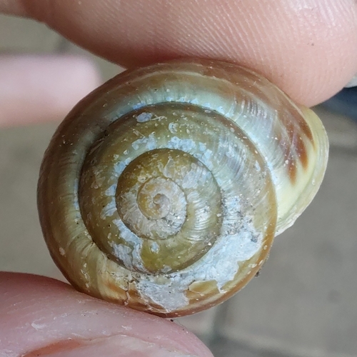 White-lipped Snail