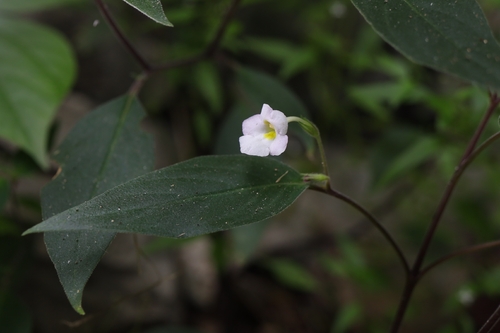 Microchirita puglisiae