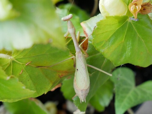 Carolina Mantis
