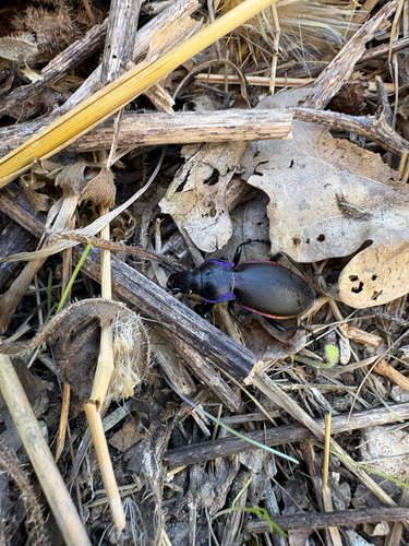 Violet ground beetle