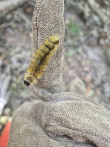 Banded Tussock Moth