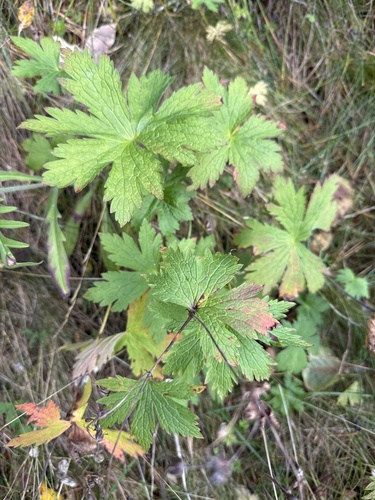 wood crane's-bill