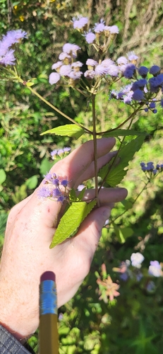 blue mistflower