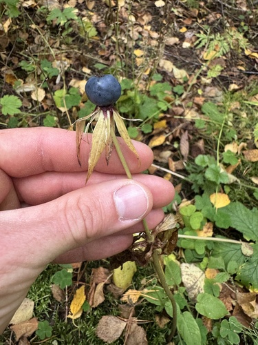Herb Paris