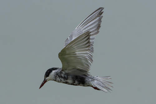 Whiskered Tern