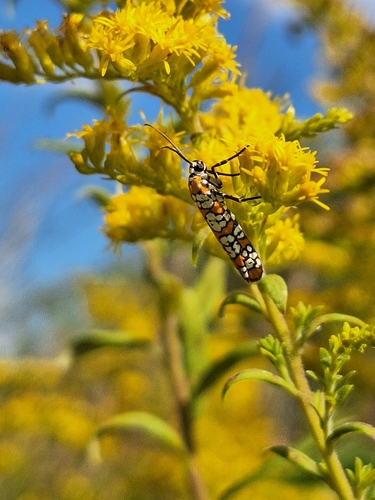 Ailanthus Webworm Moth
