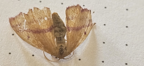 Chickweed Geometer Moth