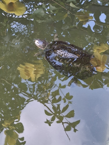 West African Mud Turtle
