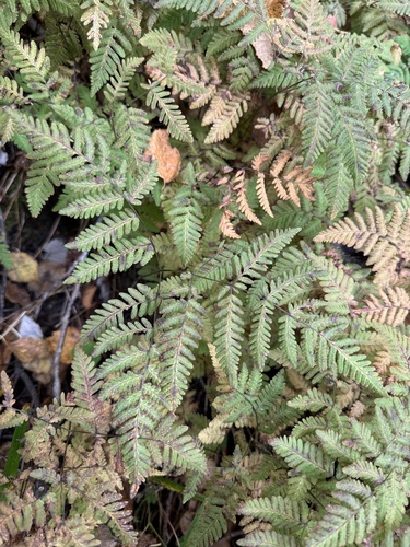northern oak fern