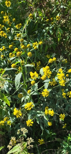 common sneezeweed