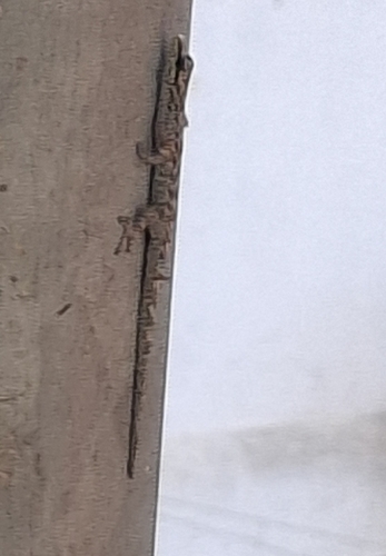 São Tomé Dwarf Gecko