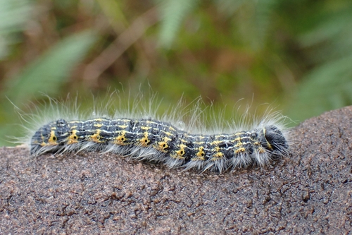 Buff-tip