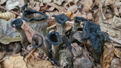 Horn-of-plenty