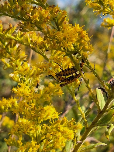 Goldenrod Soldier Beetle