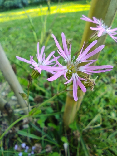 ragged-robin