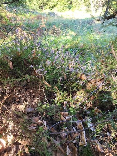 common heather