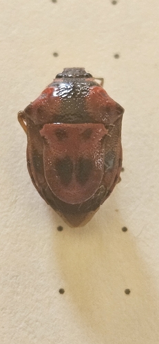 Anchor Stink Bug