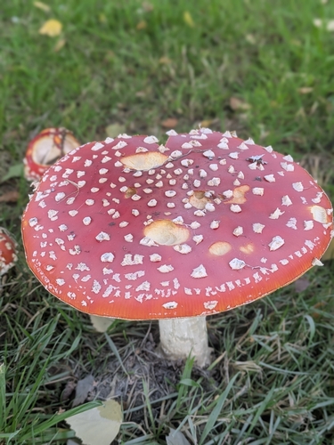 Fly Agaric