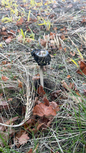 Shaggy Mane