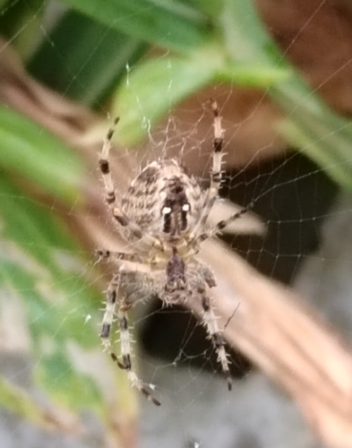 Cross Orbweaver