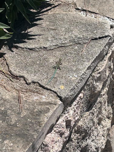 Andalusian wall lizard